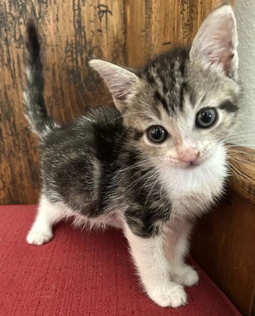 Caterpillar - Domestic Short Hair