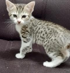 Spirit - Domestic Short Hair