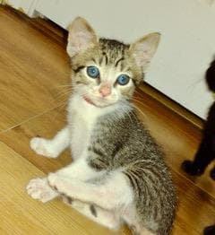 Rowdie - Domestic Short Hair