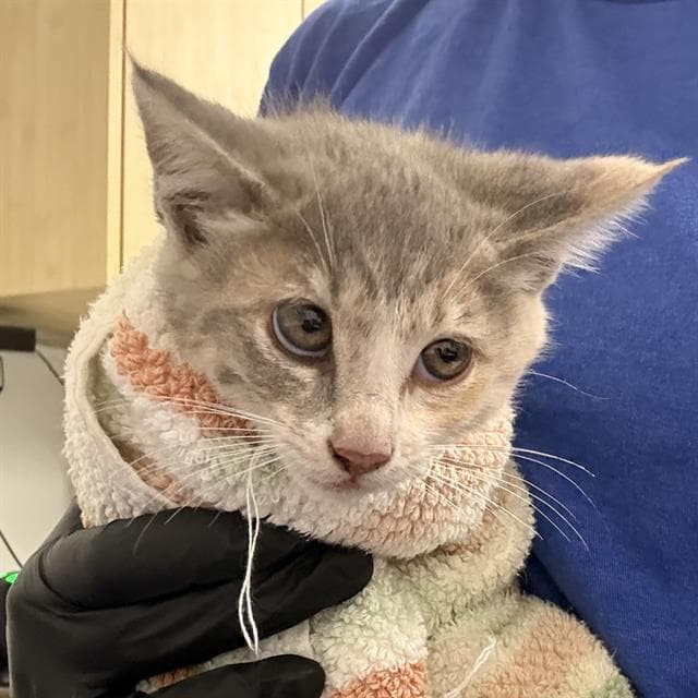 Aurora - Domestic Short Hair
