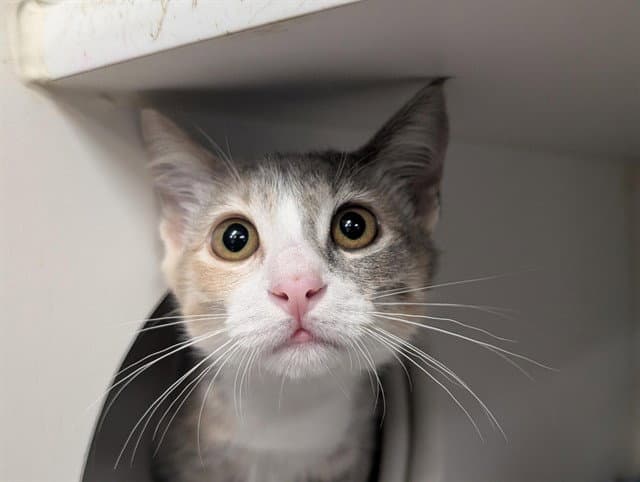 Aurora - Domestic Short Hair