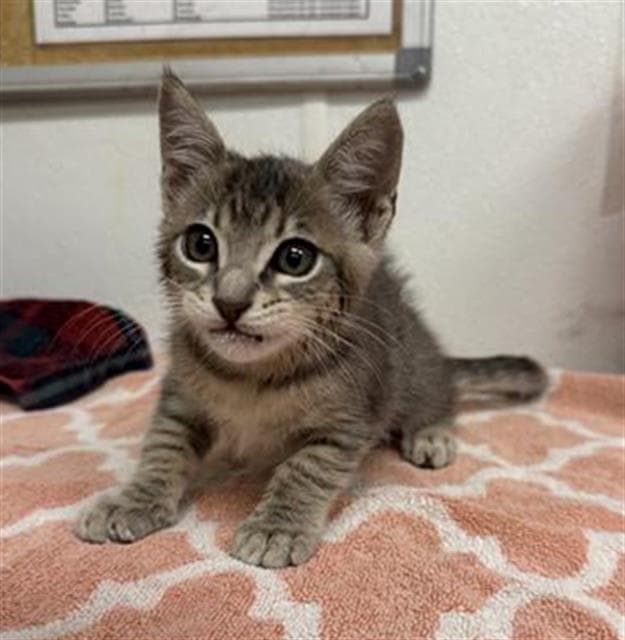 Unknown - Domestic Short Hair