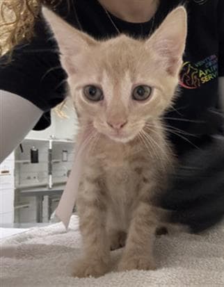 Unknown - Domestic Short Hair