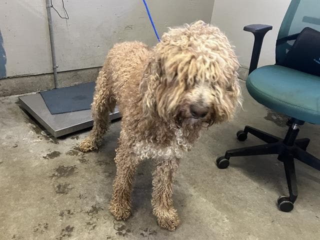 Prince - Poodle (Standard)