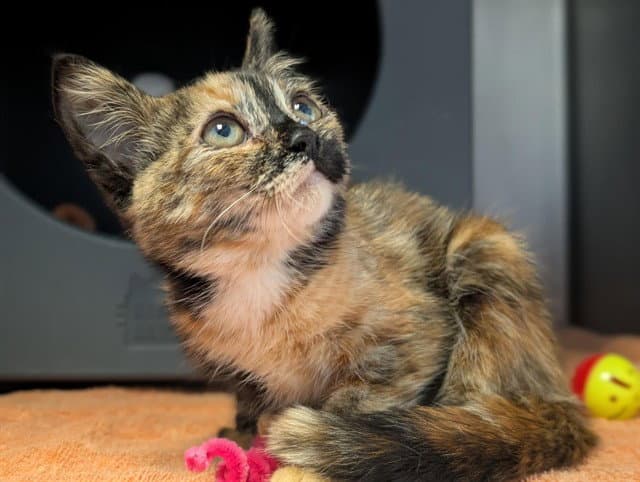 Unknown - Domestic Short Hair