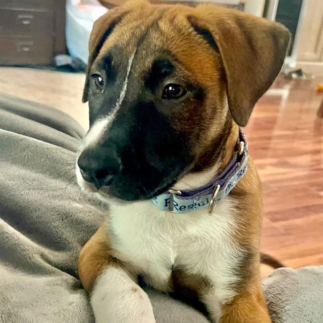 Unknown - Pit Bull Terrier