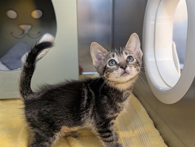 Jill - Domestic Short Hair