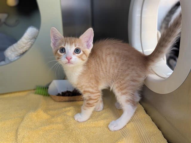 Jack - Domestic Short Hair