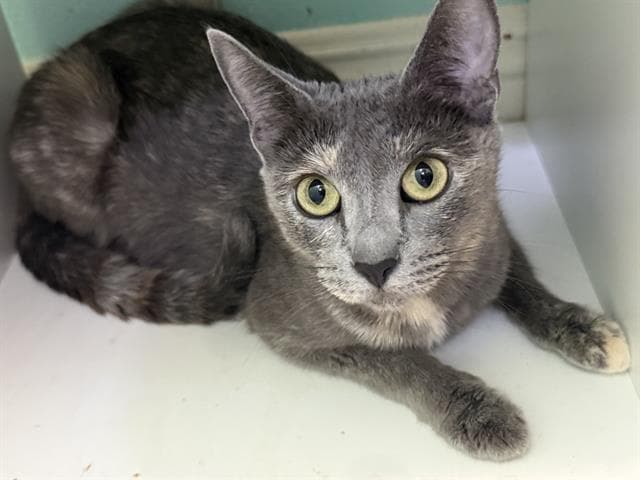 Sophie - Domestic Short Hair
