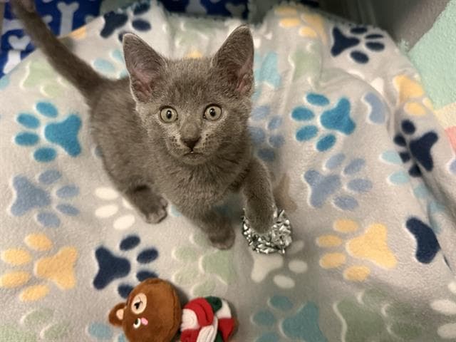 Cleo - Domestic Short Hair