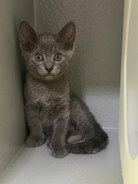 Olivia - Domestic Short Hair