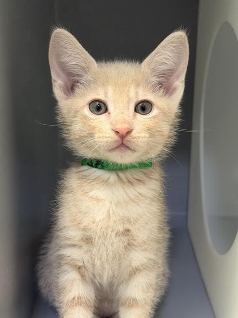 Michael - Domestic Short Hair