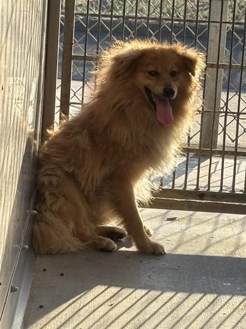 Nacho - Pomeranian
