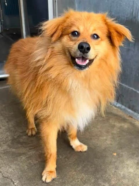 Nacho - Pomeranian