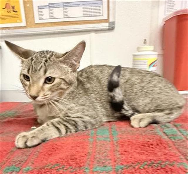 Otto - Domestic Short Hair