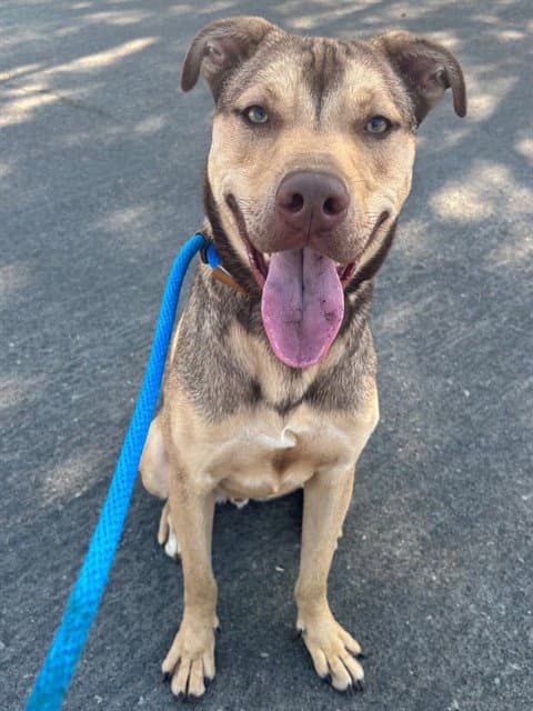 Travis - Pit Bull Terrier
