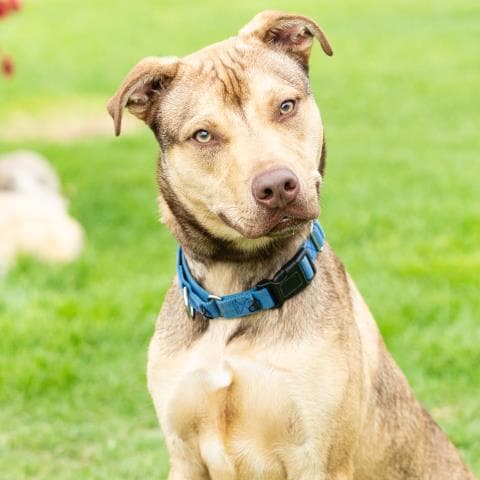 Travis - Pit Bull Terrier
