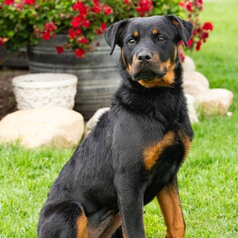 Unknown - Rottweiler