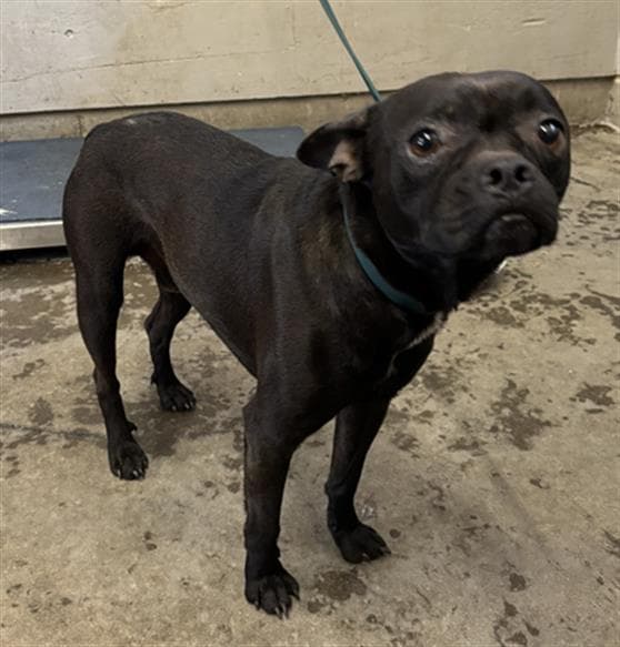 Ranger - Pug