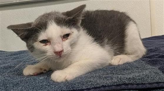 Unknown - Domestic Short Hair