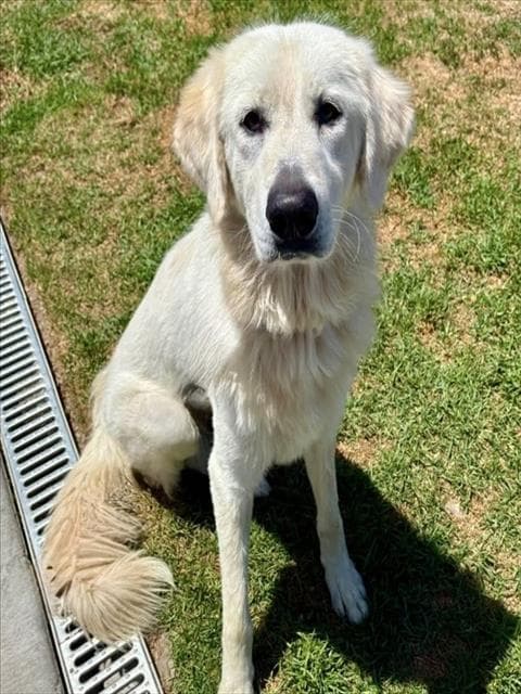 Unknown - Great Pyrenees