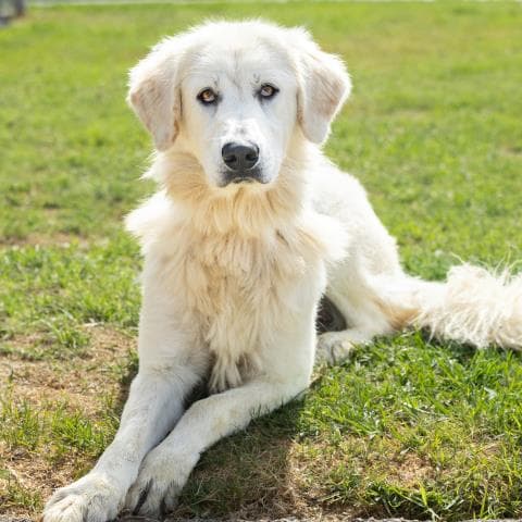 Unknown - Great Pyrenees