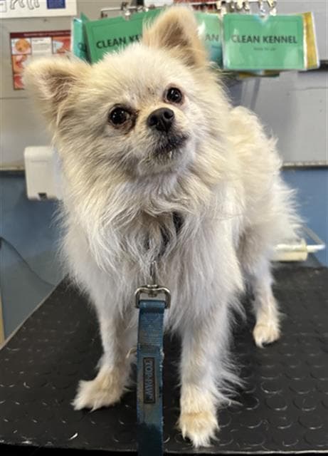 Jazz - Pomeranian
