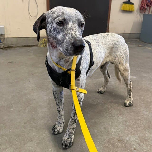 Swirls - Australian Cattle Dog/Blue Heeler
