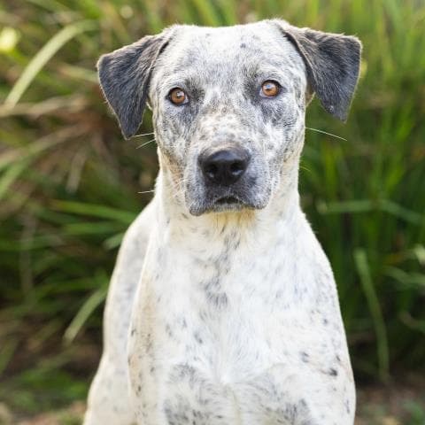 Swirls - Australian Cattle Dog/Blue Heeler