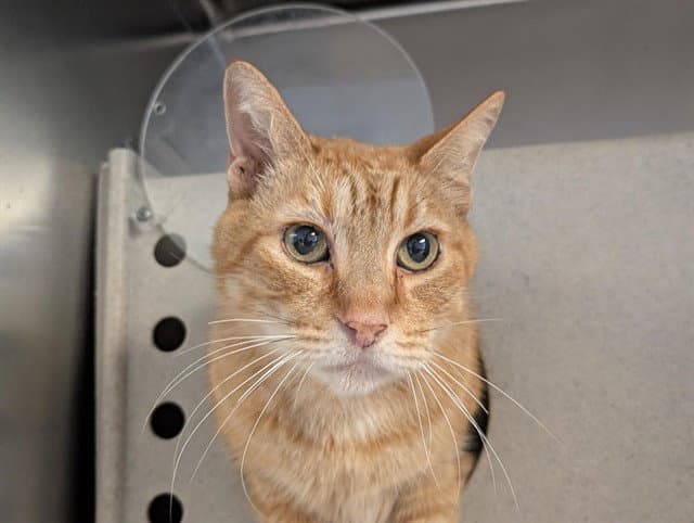 Goliath - Domestic Short Hair