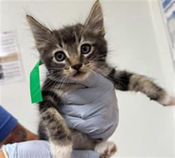 Mittens image 1