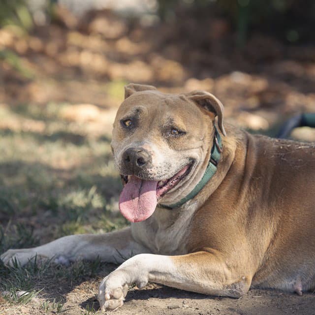 Annabelle - Pit Bull Terrier