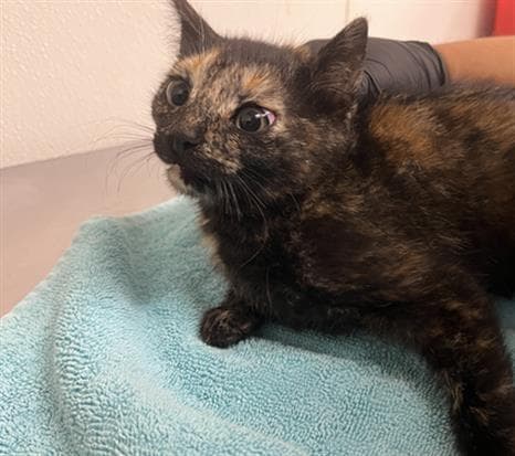 Unknown - Domestic Short Hair