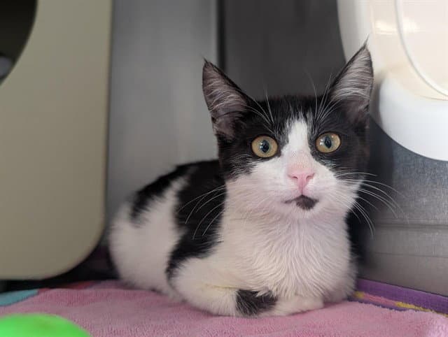 Croquembouche - Domestic Short Hair