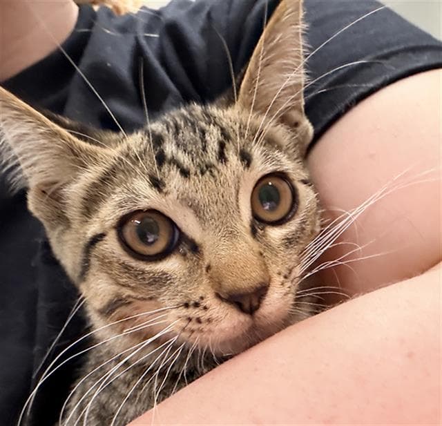 Andiamo - Domestic Short Hair
