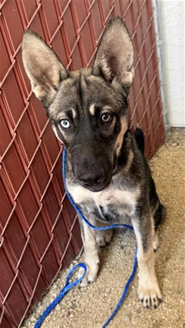 Sailor - German Shepherd Dog