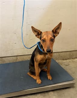 Nikki image 1