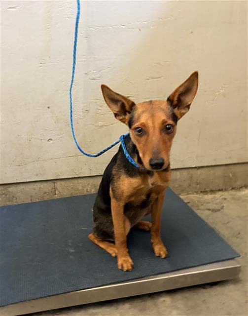 Nikki - Miniature Pinscher