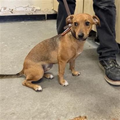 Bowie - Dachshund