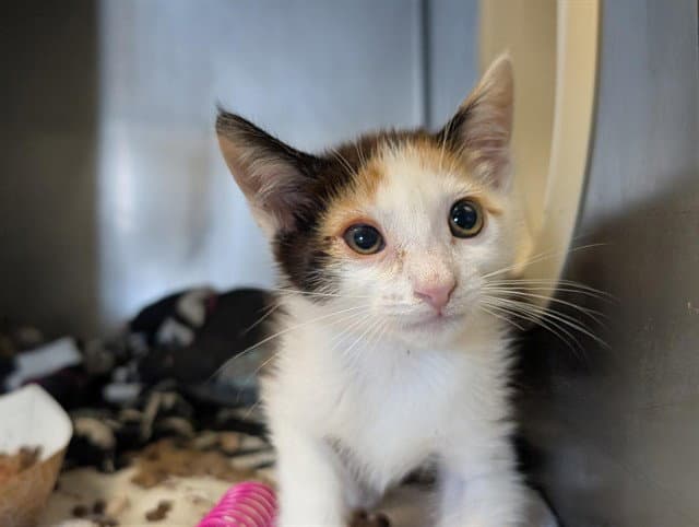 Crostata - Domestic Short Hair