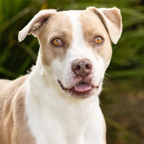 Tala - Pit Bull Terrier