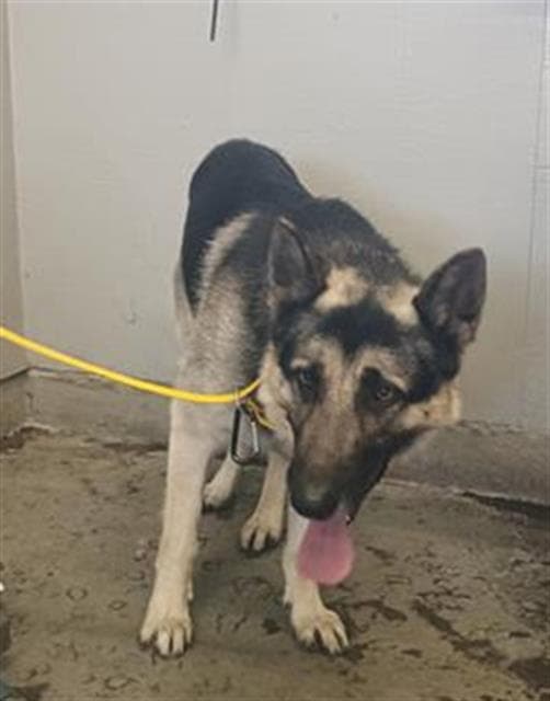 Unknown - German Shepherd Dog