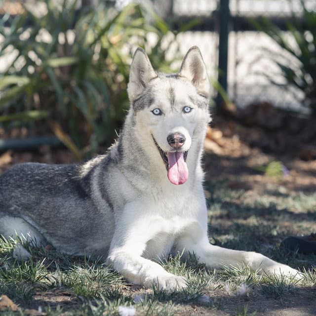 Snow - Siberian Husky