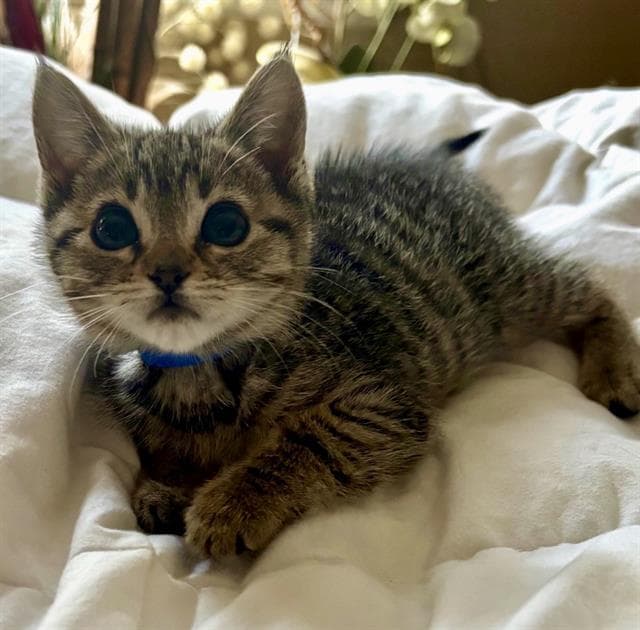 Marie - Domestic Short Hair