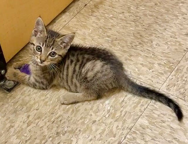 Bambi - Domestic Short Hair