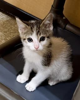 Remy image 1