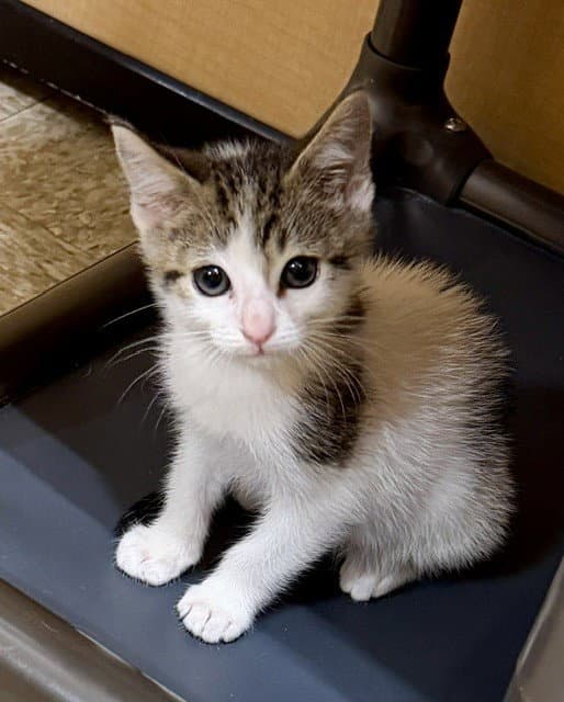 Remy - Domestic Short Hair