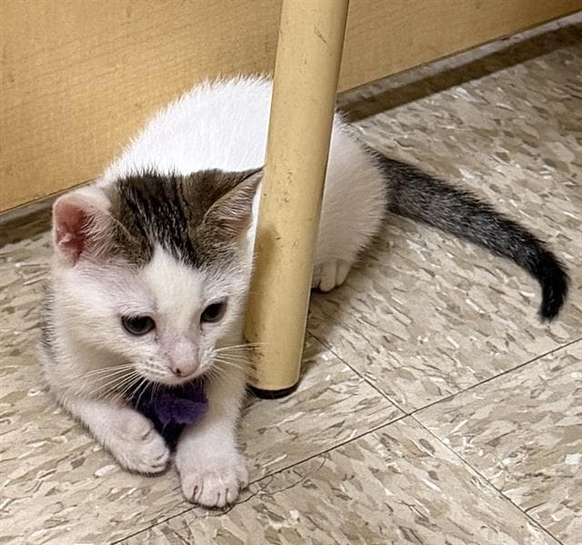 Thumper - Domestic Short Hair