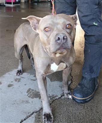 Pebble - Pit Bull Terrier