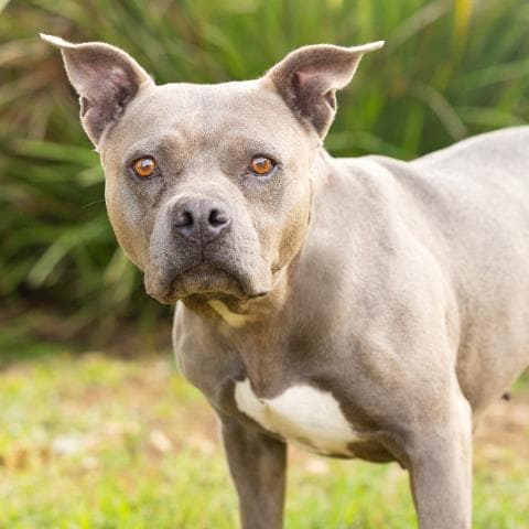 Pebble - Pit Bull Terrier